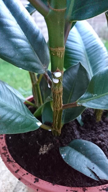 Take care when moving your Rubber Plant as a little knock to the leaves or damaging the leaves can result in it leaking white sap