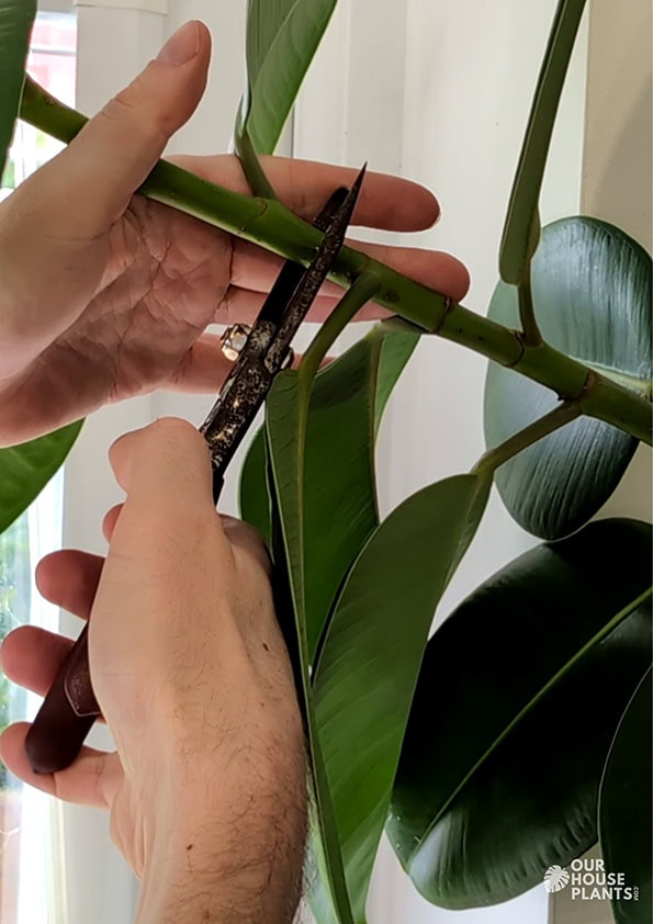 Taking a Rubber Plant stem cutting with secateurs just beneath a node