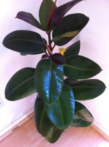 You can polish the leaves of the Rubber Plant for a beautiful shine
