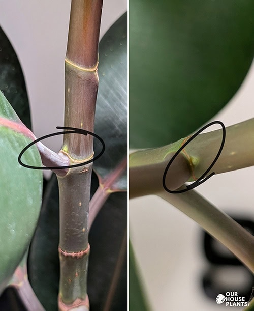 Two Rubber Plant stems showing the mature leaf and a circled node which shows as a dot just above the leaf stem joint