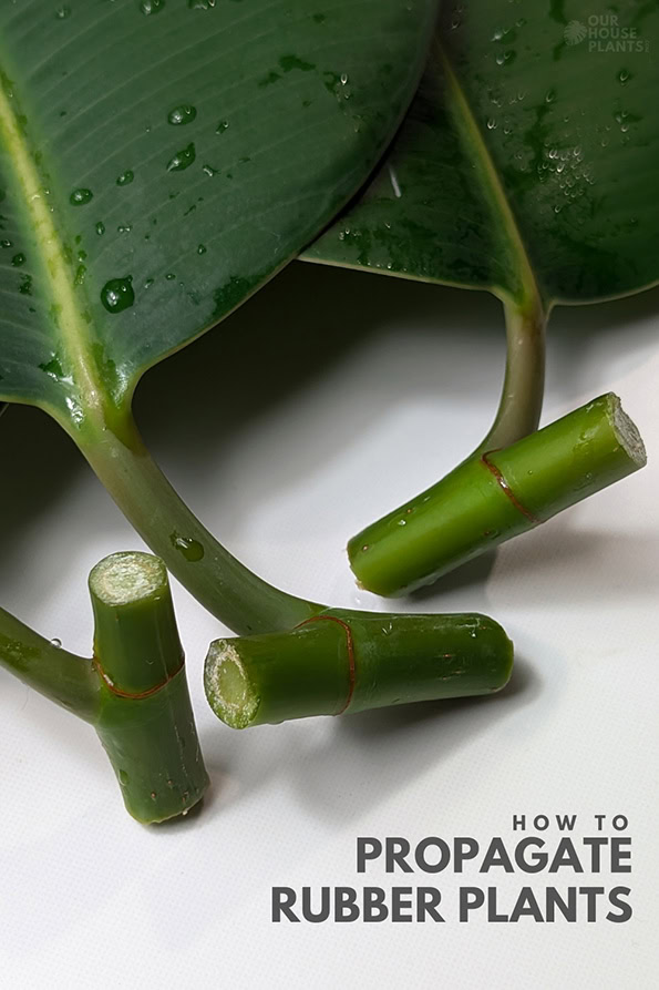 Recently created Rubber Plant cuttings suitable for soil or water propagation