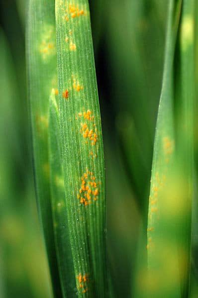 Rust on a plants leaf and stem