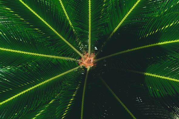 The centre of a Sago Palm photo by Matheus Natan