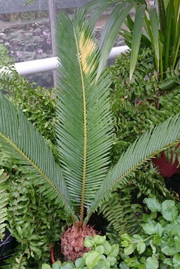 Sago Palm med gulnande blad