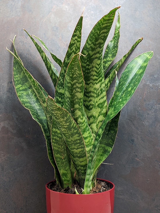 Sansevieria aubrytiana Dragon or Jade in a red planter