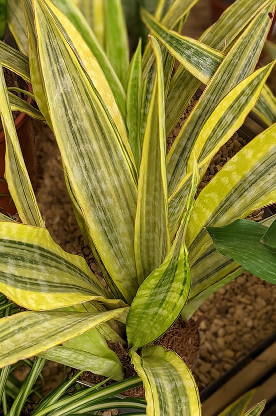 Sansevieria aubrytiana lauren