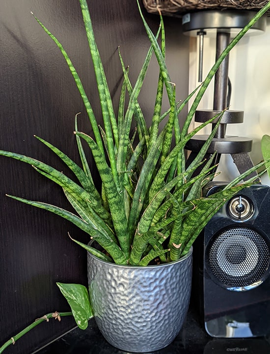 Sansevieria Fernwood Punk growing in a silver plant pot