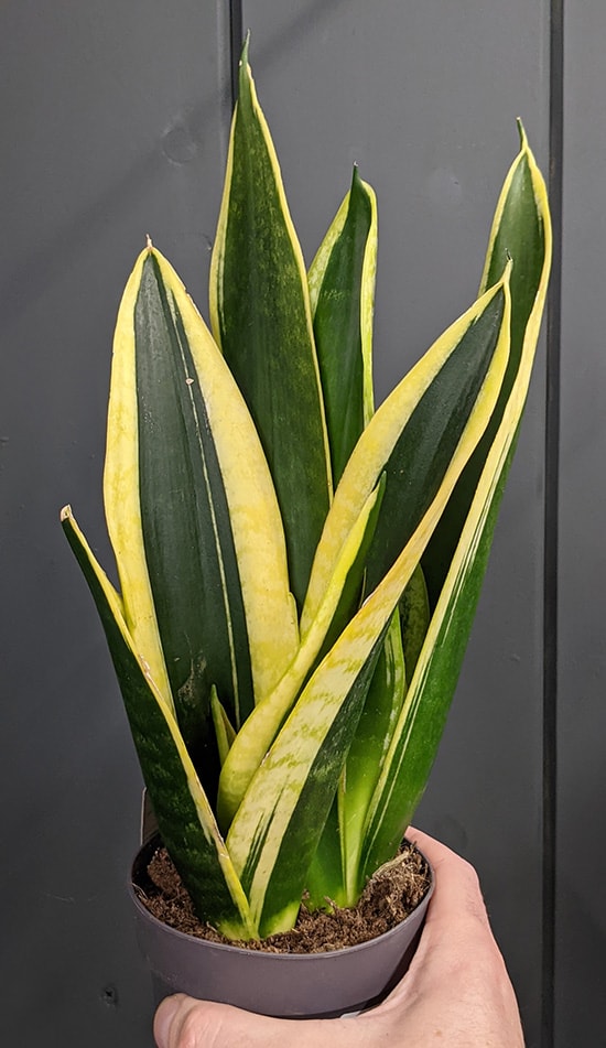 A young Sansevieria black gold plant being held by Tom Knight
