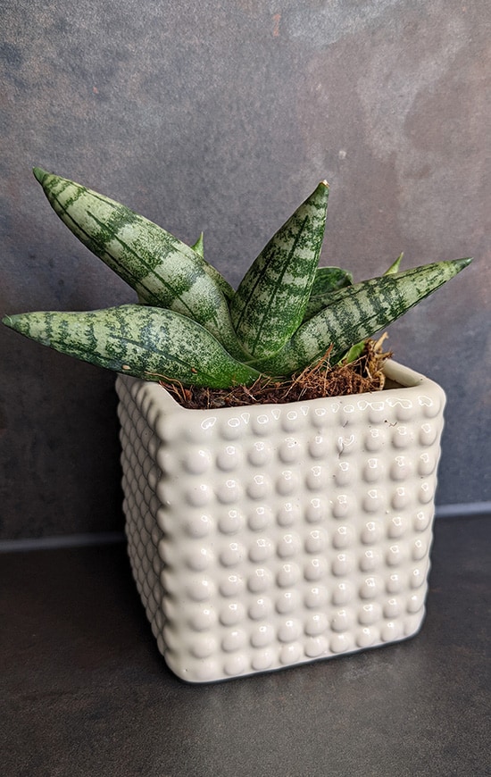 Small Sansevieria boncellensis otherwise known as the Starfish Plant