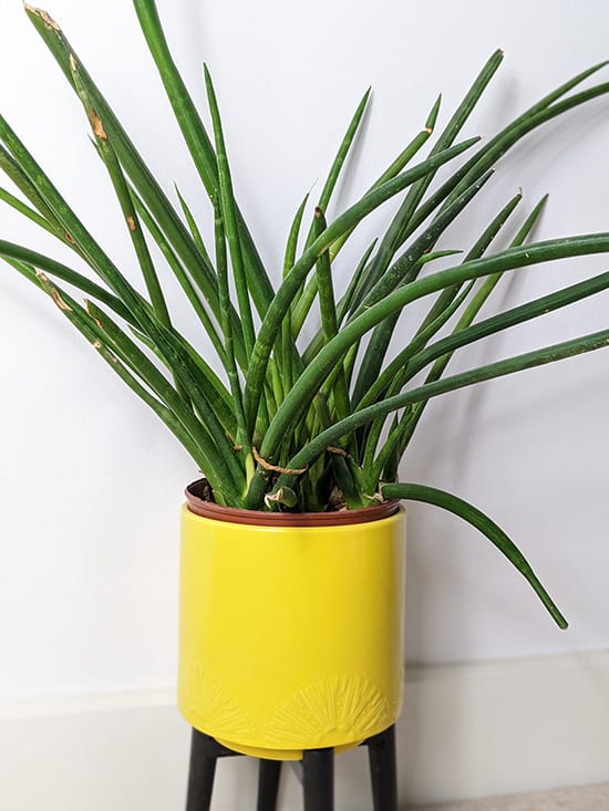 Sansevieria canaliculata