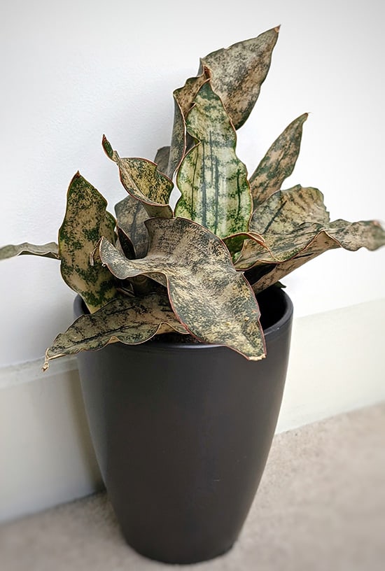 Small Sansevieria kirkii Coppertone plant in a brown planter