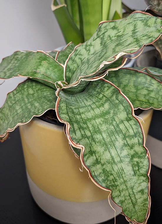 Sansevieria kirkii silver blue plant in a yellow container