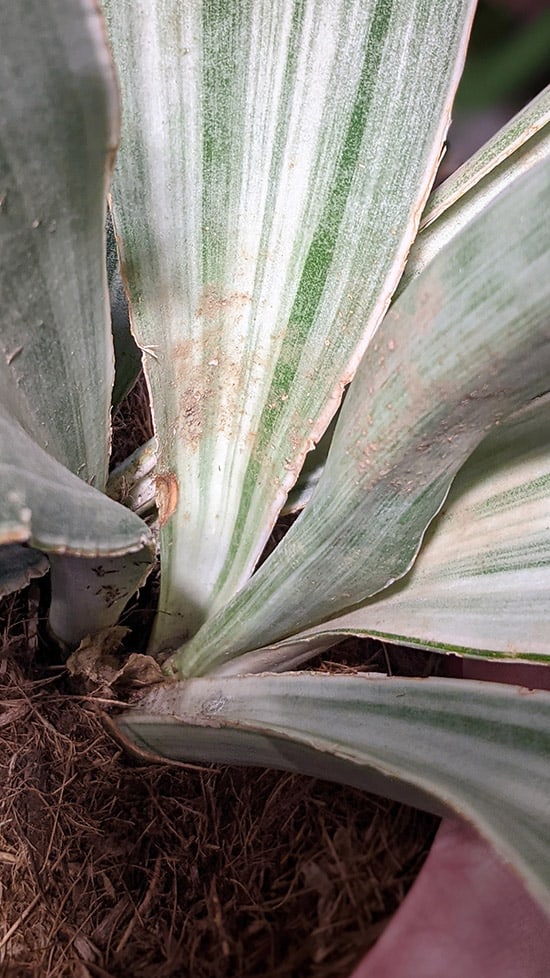 sansevieria sayuri with red rust like marks on the leaves