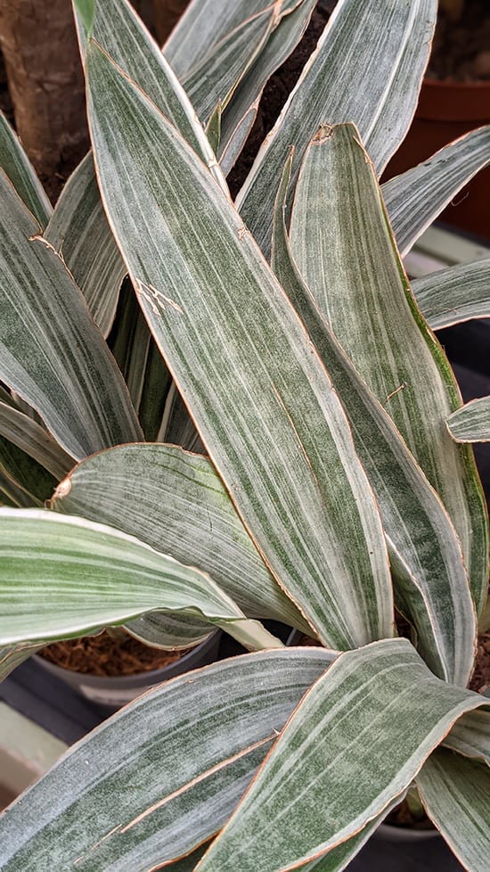 Sansevieria trifasciata metallica