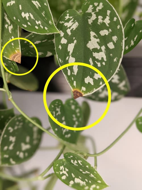 Brown Leaf tips circled in yellow