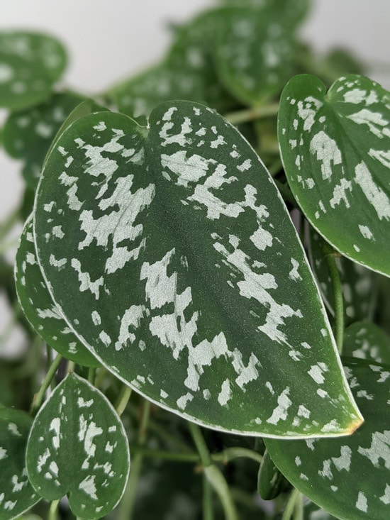 Scindapsus pictus (Satin Pothos): Care Tips Problem Guide OurHouseplants