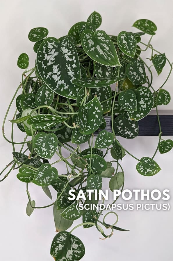 Satin Pothos growing in a pot on top of a shelf in a house