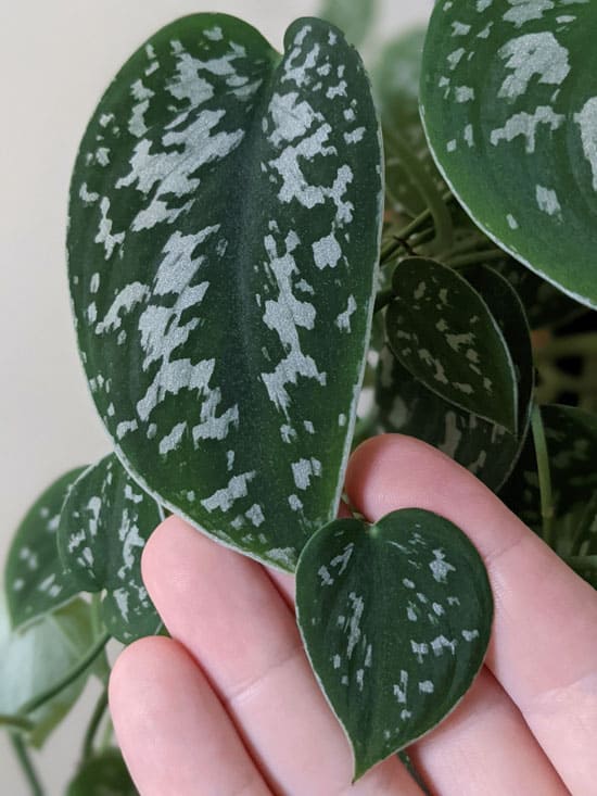 Satin pothos with a large leaf next to a small one