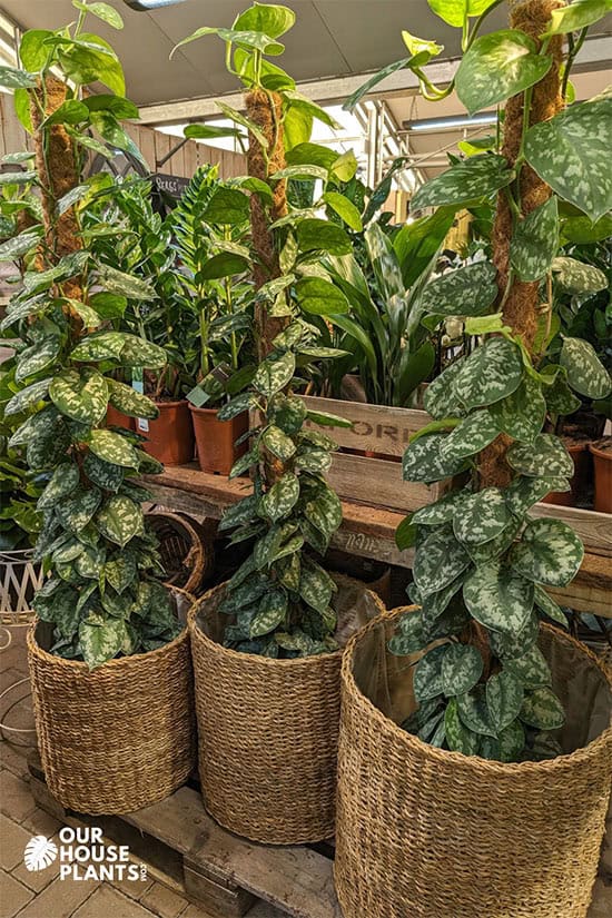 Three tall Satin Pothos plants growing up tall moss poles