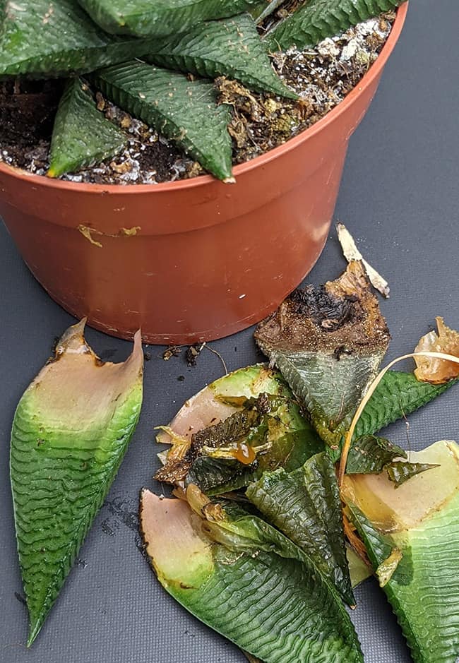 Haworthia plant next to rotting leaves that have been removed