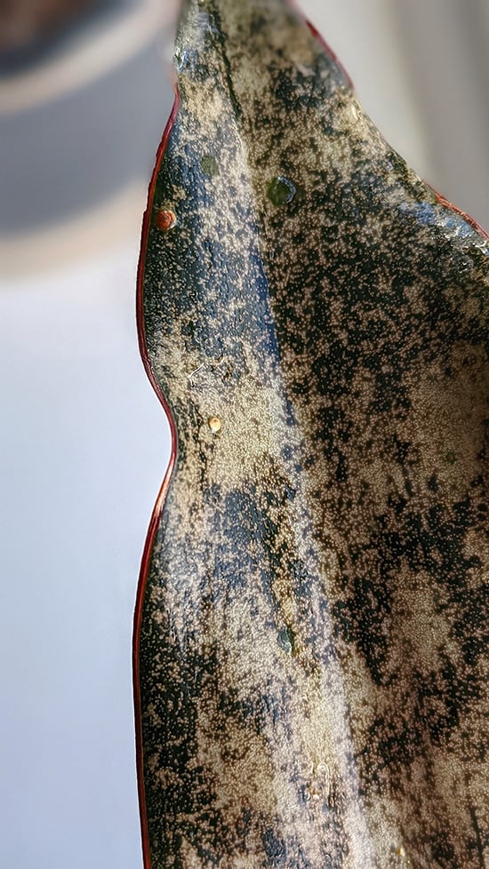 Scale insects on a Snake Plant leaf