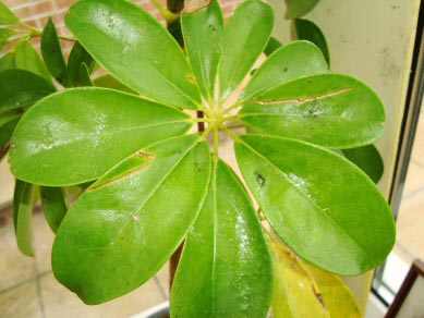 Sticky substance on the leaves of a Schefflera - A sign of a Scale Insect infestation