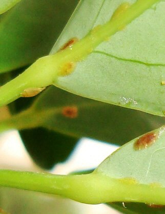Scale Insects sucking sap from an Umbrella Plant