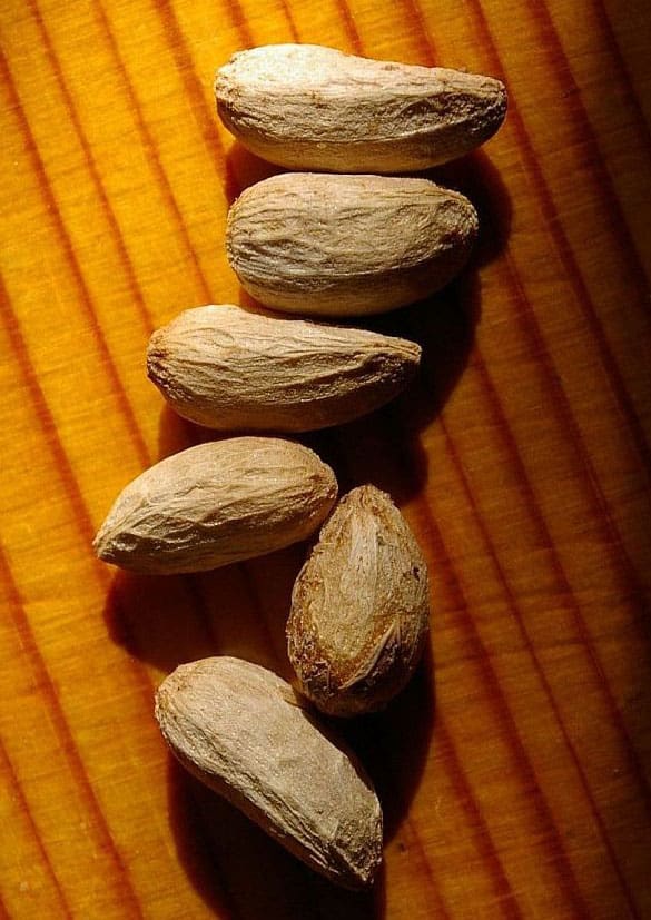 Neem tree (Azadirachta indica) seeds