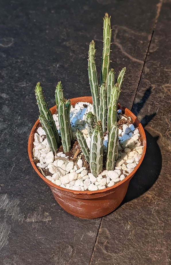 A Senecio Stapeliiformis Pickle Plant growing in a suitable sized container for growth