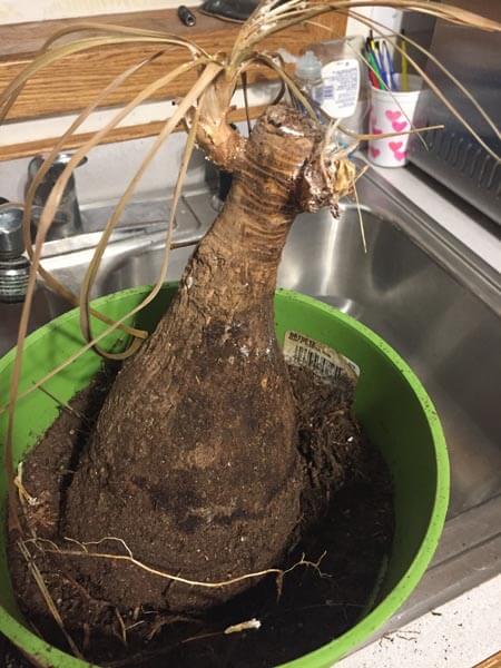 The result of an overwatered and pest infestation of a Ponytail Palm houseplant