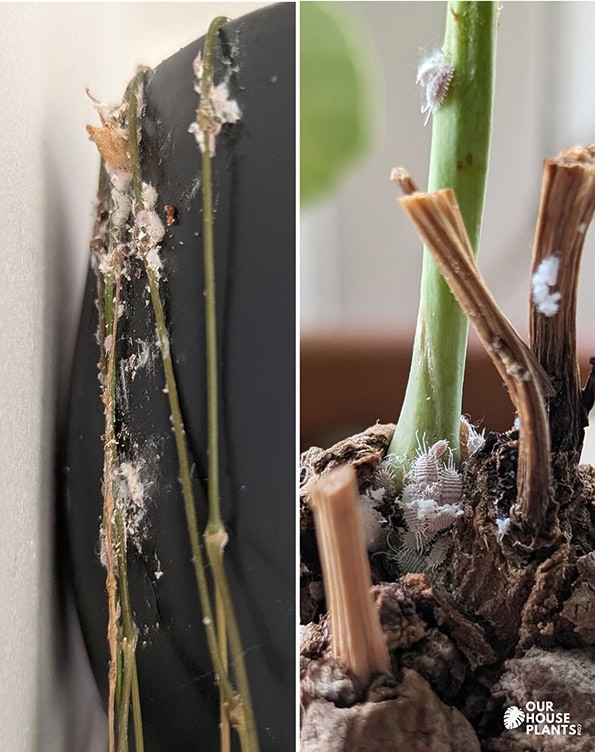 Mealybugs on a String of Hearts and a Stephania erecta houseplant Mealybugs on a String of Hearts and a Stephania erecta houseplant