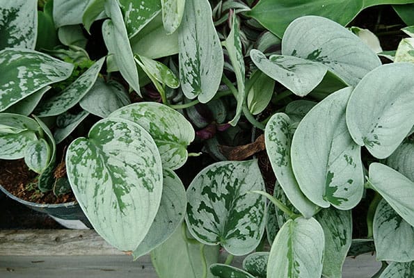 Silver Satin plants for sale in a shop