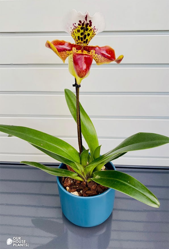 Slipper Orchid in a blue pot on a slatted table with a single flower in bloom