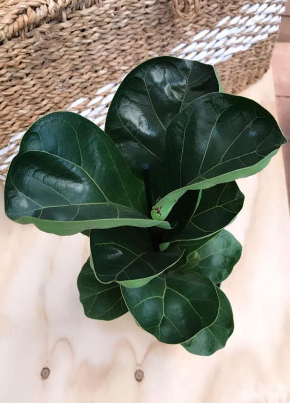 Newly brought Fiddle Leaf Fig
