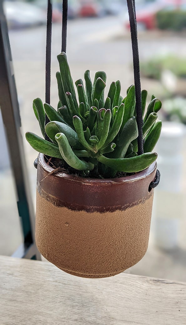 A young Gollum Jade Plant in a tiny hanging planter