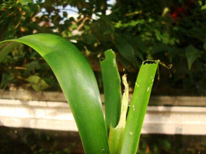 Slugs and Snails can eat and damage entire sections of plants in a single night