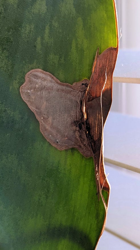 Snake Plant leaf with brown edges