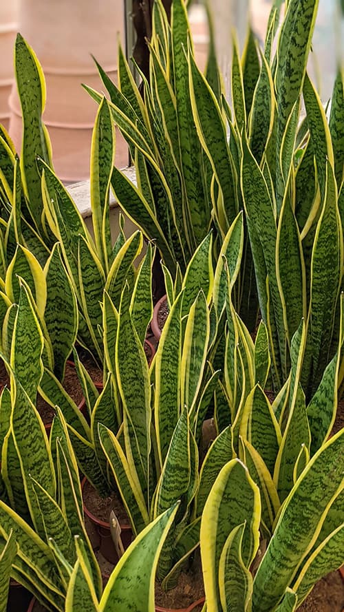 A large number of of sansevieria or snake plants