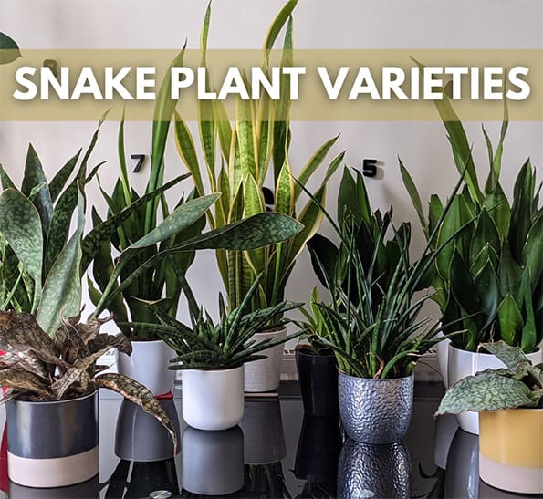 Many different varieties of snake plants on a glossy back table