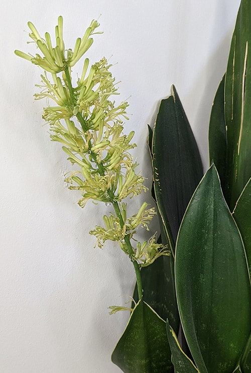 Dark green Sansevieria snake plant with a long flowering stem next to a white wall