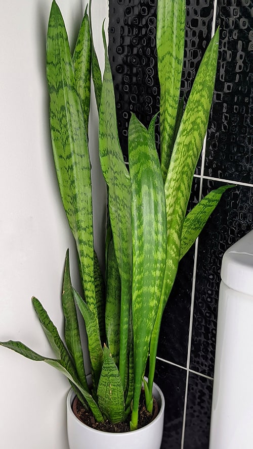 Snake Plant growing in a bathroom next to the loo