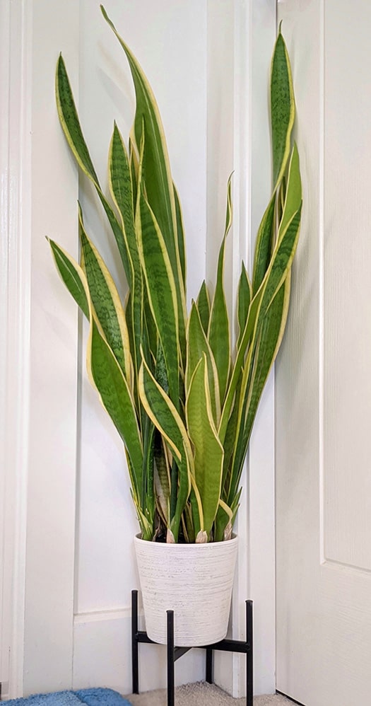 Snake Plant growing on a plant stand in a dark hallway