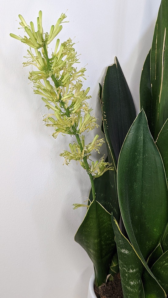 Snake Plant in bloom showing off its long flowering stem