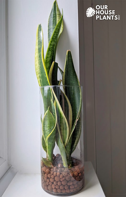 Snake Plant growing in a vase of water using hydroponics