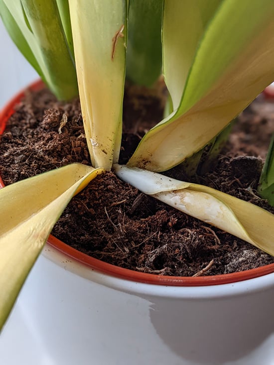 Yellow mushy leaves on a Snake Plant