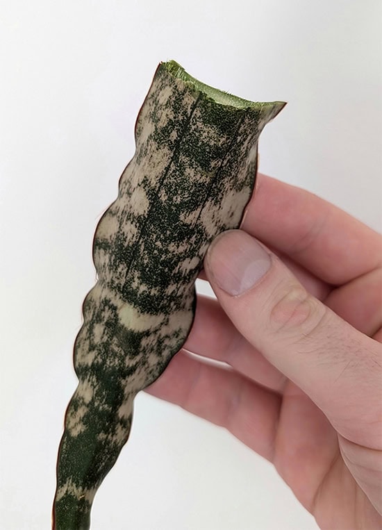 holding a leaf cutting from my coppertone houseplant holding a leaf cutting from my coppertone houseplant