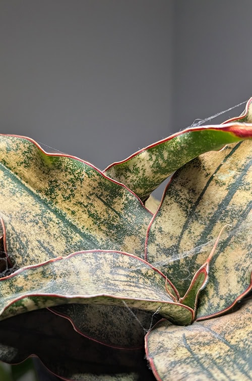 Spider Mite Webbing on the leaves of a Sansevieria kirkii Coppertone