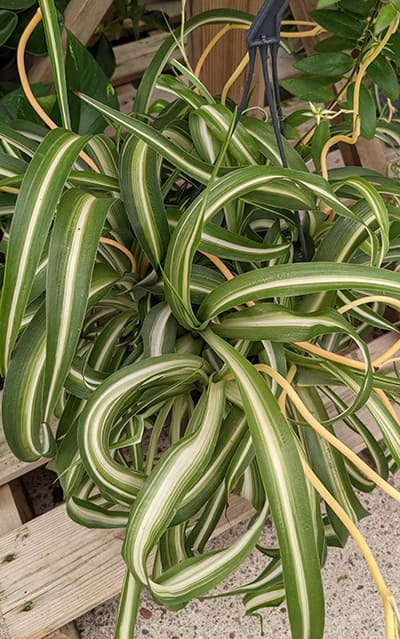 Chlorophytum Comosum 'Bonnie' (Spider Plant)