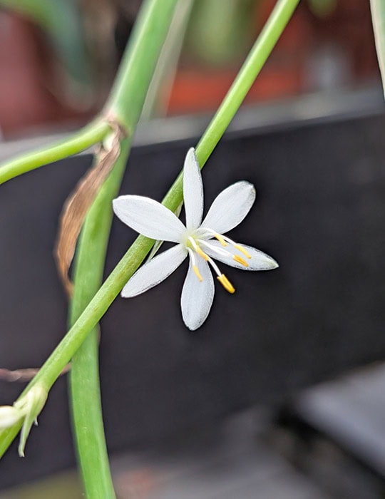 Macro shot of a starry white Chlorophytum comosum (spider plant) flower Macro shot of a starry white Chlorophytum comosum (spider plant) flower