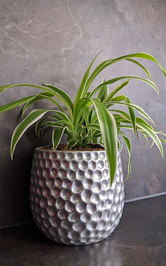 Spider Plants in a grey planter growing in low light